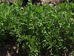 Integrated Disease Management Strategies for Fusarium Wilt in Lentil (Lens culinaris)